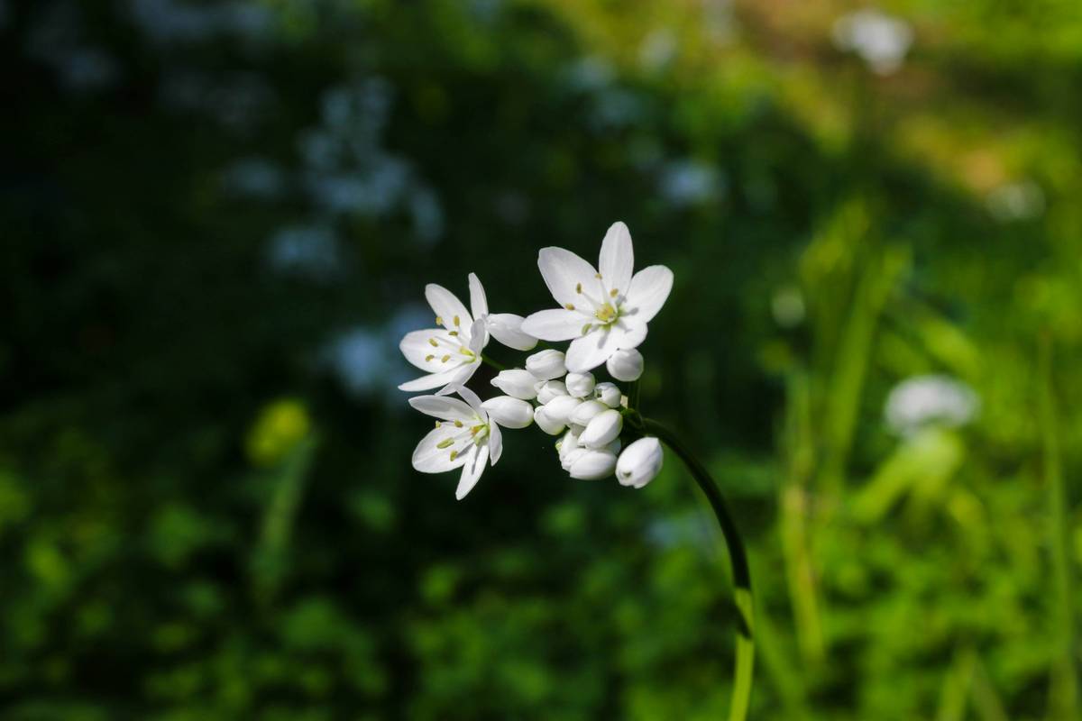 Close-up of high-quality beeswax wrap showing visible beeswax bloom, jojoba oil sheen, and cotton weave texture